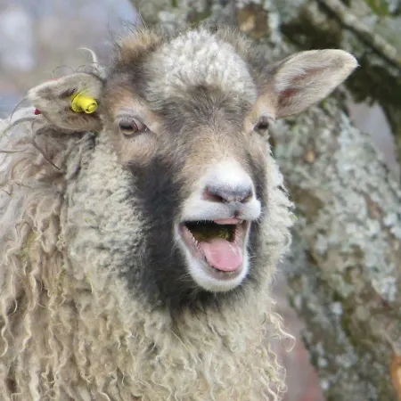 Tiny House With Fjordview! * Lauvstad